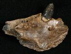 Leidyosuchus Jaw Section With Tooth - Hell Creek #5723-1